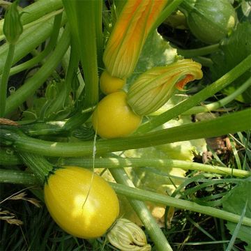 Courgette Floridor F1 (jonge planten)