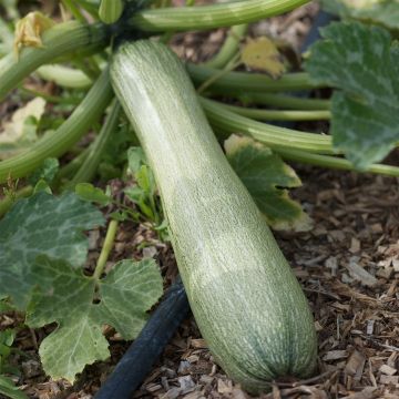 Courgette Genovese BIO - Ferme de Sainte Marthe