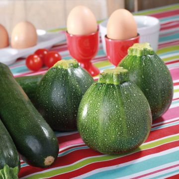 Courgette Ronde de Nice F1 (jonge planten)