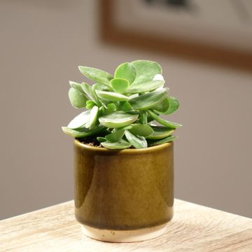 Crassula Money Maker - Jadestruik