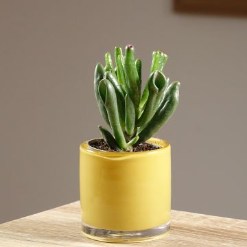Crassula ovata Gollum - Jadeplant