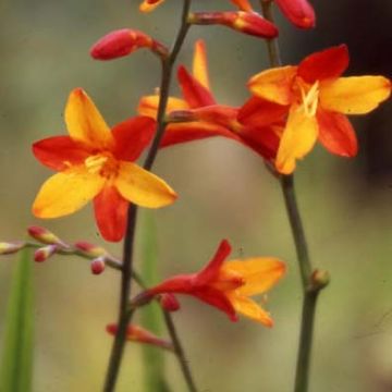 Montbretia Fire King - Crocosmia