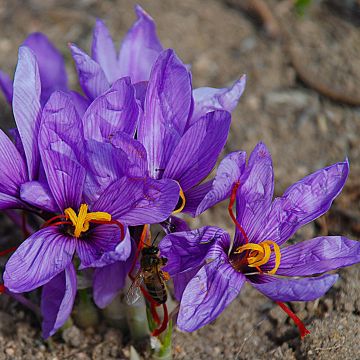 Crocus sativus - Saffraankrokus