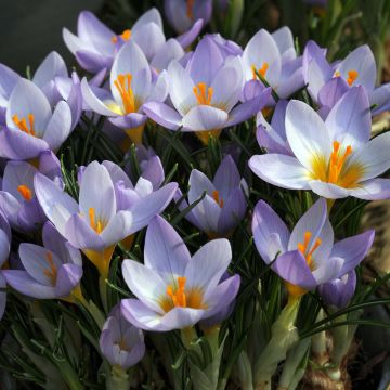 Crocus sieberi Firefly - Sieber-krokus