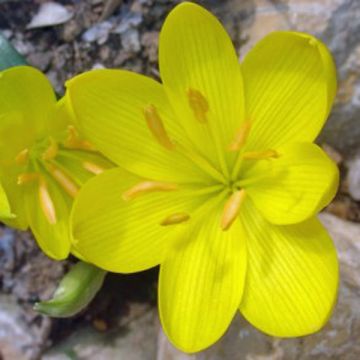 Sternbergia lutea bol - Herfstnarcis