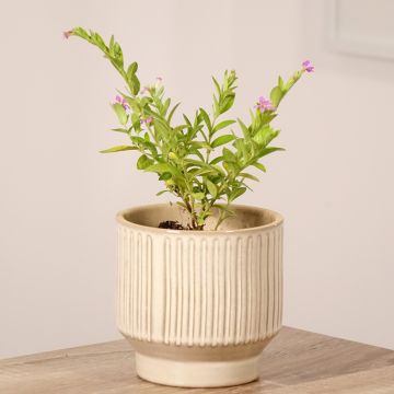 Cuphea hyssopifolia Purple - Mexicaanse heide