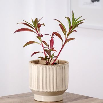 Cuphea micropetala - Sigarenplant