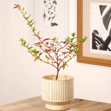 Cuphea Twinkle Pink - Mexicaanse heide