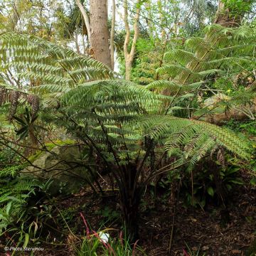 Cyathea dealbata - Zilvervaren