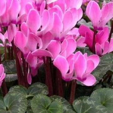 Cyclamen persicum - Perzische cyclaam