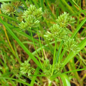 Cyperus glaber - Parapluplant
