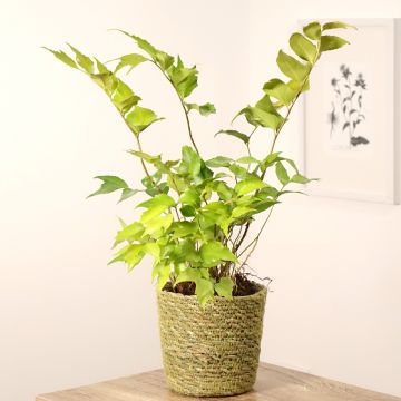 Cyrtomium falcatum - IJzervaren