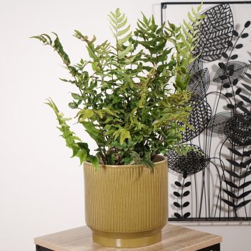 Cyrtomium fortunei - Smalle IJzervaren