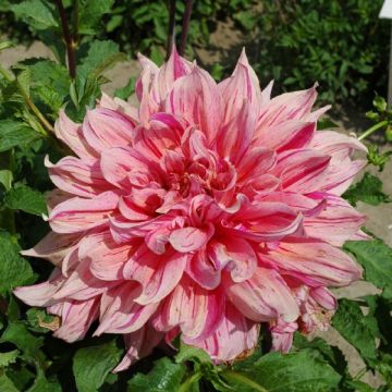 Dahlia Striped Emory Paul - grootbloemige dahlia