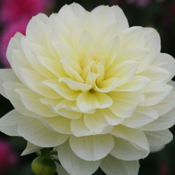 Dahlia Vanilla - Waterleliedahlia