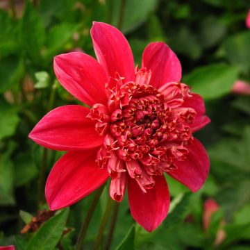Dahlia Inca - Anemoondahlia