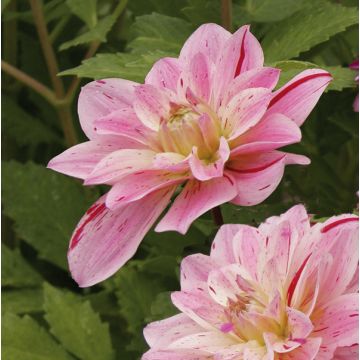 Dahlia Crystal Star - Waterleliedahlia