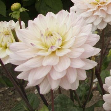 Dahlia Diana's Memory - decoratieve dahlia