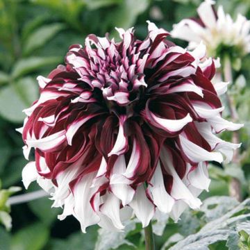 Dahlia Tartan - grootbloemige dahlia