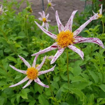 Dahlia Destiny's Teacher - orchideebloemige dahlia