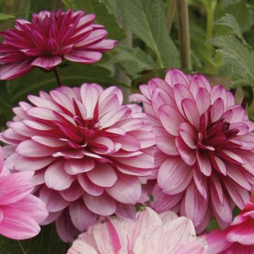 Dahlia Lauren Michele - Waterleliedahlia