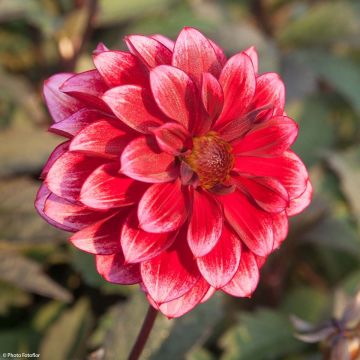Dahlia Darkarin - perkdahlia