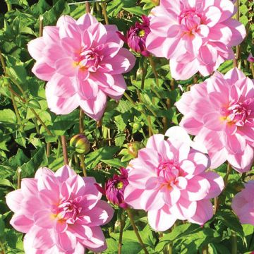 Dahlia Perle d'Heemstede - Waterleliedahlia