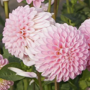 Dwergdahlia Pink Jewel