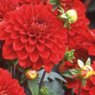 Dwergdahlia Gallery Singer - perkdahlia