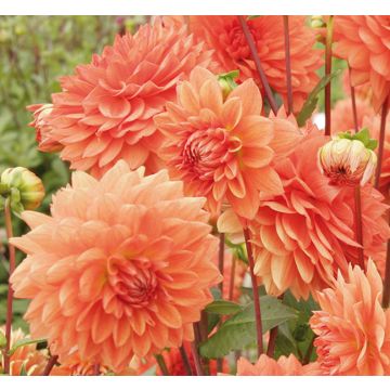 Dahlia Zsa Zsa - decoratieve dahlia