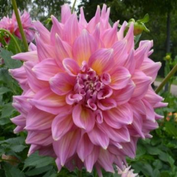 Dahlia Kid's Climax - grootbloemige dahlia