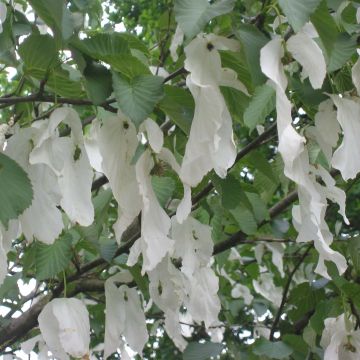 Davidia involucrata Sonoma - Zakdoekjesboom
