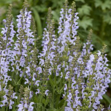 Salvia pratensis Vanity Flair - Veldsalie