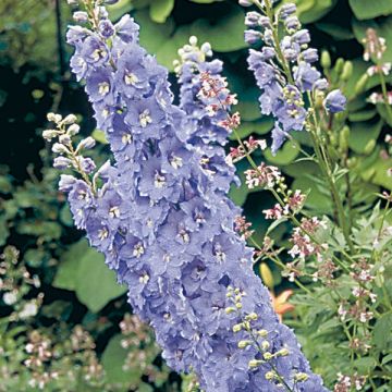 Delphinium Pacific Guinevere - Ridderspoor