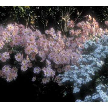 Dendranthema grandiflorum Hillside Pink Sheffield - Chrysant