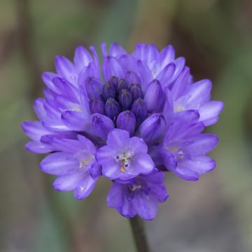 Dichelostemma congestum - Vuurwerkbloem