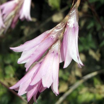 Dierama Pink Rocket - Engelenhengel