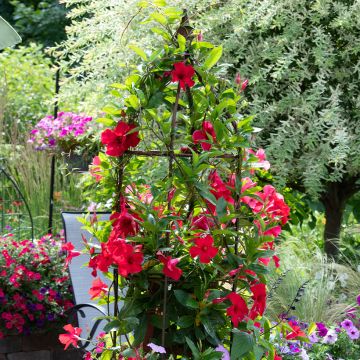 Dipladenia BELLA Compact Rood - Mandevilla