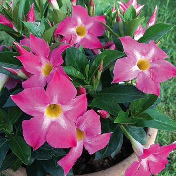 Dipladenia BELLA Pink Star - Mandevilla