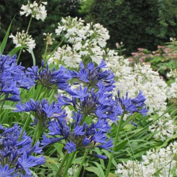 Duo Agapanthus wit blauw