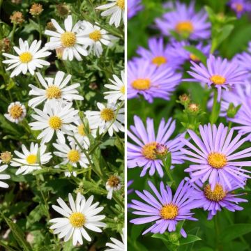 Duo van Kalimeris wit Blauw