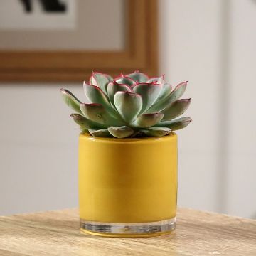 Echeveria pulidonis