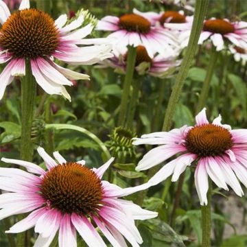 Echinacea purpurea Funky White - Zonnehoed