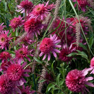 Echinacea purpurea Southern Belle - Rode zonnehoed
