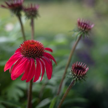 Echinacea Sombrero Baja Burgundy - Rode zonnehoed