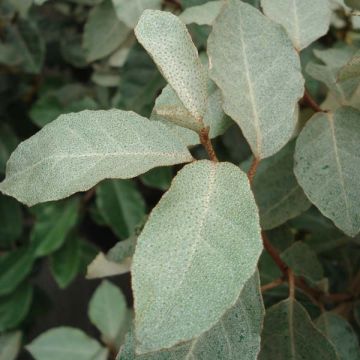 Elaeagnus ebbingei - Olijfwilg