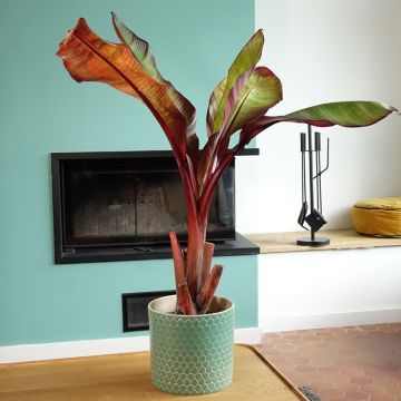 Ensete ventricosum Maurelii - Ethiopische banaan