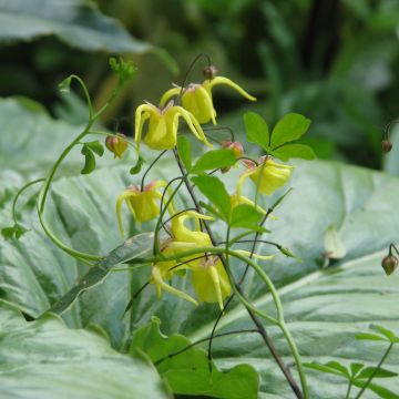 Epimedium davidii - Elfenbloem
