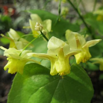 Epimedium pinnatum - Elfenbloem