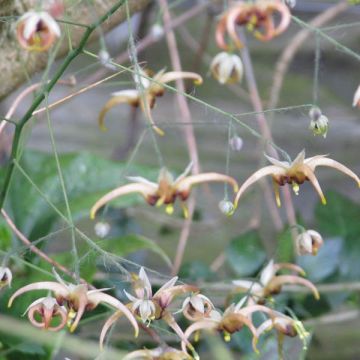 Epimedium wushanense Caramel - Elfenbloem